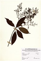 藏品(水金京)的圖片